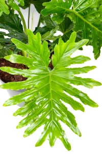Macro scot of few neaf of a Philodendron Shangri La