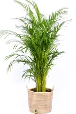 Premium XL Bamboo Palm with lighter the base to indicate size