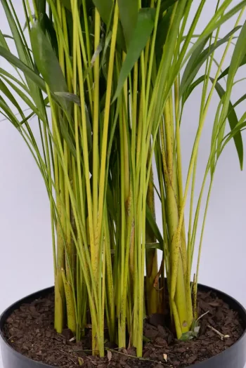 Thick growth of a Premium XL Bamboo Palm