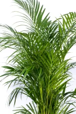 Top half of a Premium XL Bamboo Palm