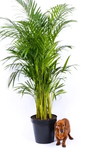Premium XL Bamboo Palm with brown dauschaund standing next to it.