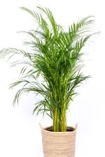 Premium XL Bamboo Palm that is bushy