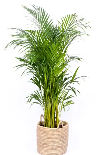 Premium XL Bamboo Palm on a white surface