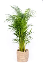 Premium XL Bamboo Palm in a handwoven basket