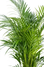 This head set of a Premium XL Bamboo Palm
