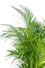 Top bushy fronds of a Premium XL Bamboo Palm