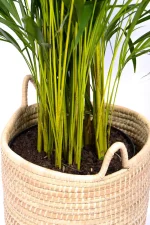 Close up of the base of a Premium XL Bamboo Palm in a handwoven basket