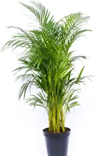 Full and bushy Premium XL Bamboo Palm