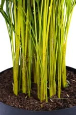 CLose up of the stems and growth of a Premium XL Bamboo Palm