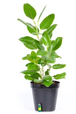 XL Ficus Audrey with light at the base to indicate size
