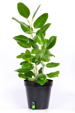 XL Ficus Audrey in a black 30cm pot
