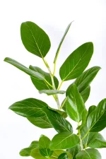 XL Ficus Audrey with deep green leaves