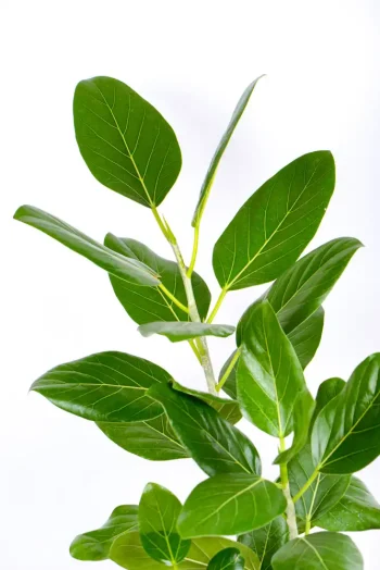 XL Ficus Audrey with deep green leaves
