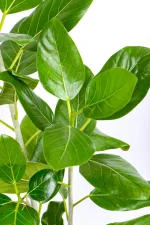 Close up of multiple stems of an XL Ficus Audrey
