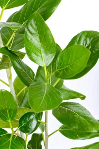 Close up of multiple stems of an XL Ficus Audrey