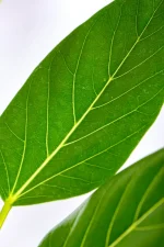 Macro shot of a XL Ficus Audrey leaf with white veins.