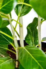 Multiple stems of a XL Ficus Audrey