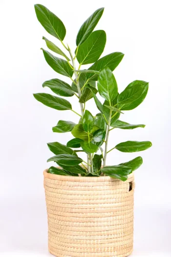 XL Ficus Audrey in a hand woven basket