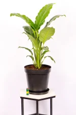 XL Peace Lily Sebastiano with tall upright leaves