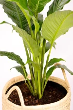 Top vew of XL Peace Lily Sebastiano