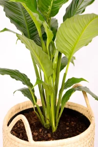 Top vew of XL Peace Lily Sebastiano
