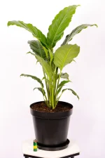 XL Peace Lily Sebastiano on white table