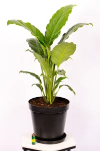XL Peace Lily Sebastiano on white table
