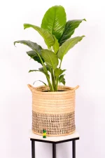 XL Peace Lily Sebastiano in handwoven basket