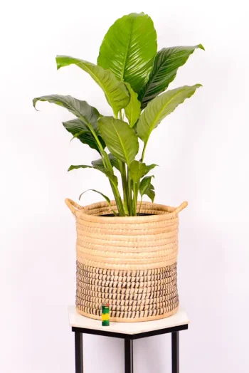 XL Peace Lily Sebastiano in handwoven basket