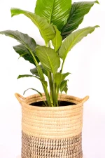 Multiple groeth of a XL Peace Lily Sebastiano