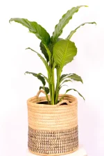 Side view of an XL Peace Lily Sebastiano