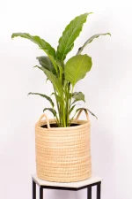 XL Peace Lily Sebastiano in basket with handles