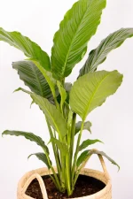XL Peace Lily Sebastiano that is full and lush