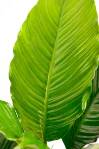 Close up of deep large green leaf of a XL Peace Lily Sebastiano