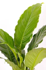 Larde broad leaves of an XL Peace Lily Sebastiano