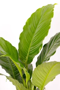 Larde broad leaves of an XL Peace Lily Sebastiano