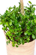 Lower tiew full of leaves of a XXL Ficus Moclame Triple Tier
