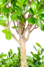 This woody stem of a XXL Ficus Moclame Triple Tier