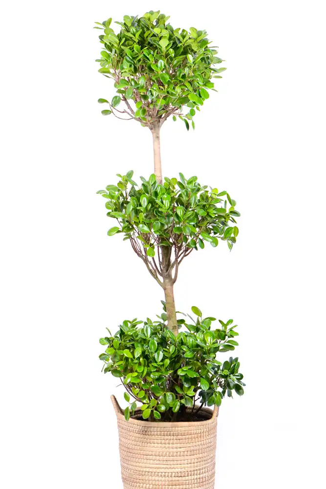 XXL Ficus Moclame Triple Tier (2) XXL Ficus Moclame Triple Tier weith three distinct heads
