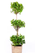 XXL Ficus Moclame Triple Tier in handwoven basket