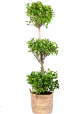 XXL Ficus Moclame Triple Tier on white surface with three crowns