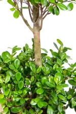 Close up of middle section of a XXL Ficus Moclame Triple Tier