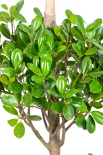 Deep green leaves of a XXL Ficus Moclame Triple Tier