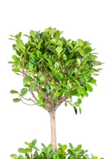 XXL Ficus Moclame Triple Tier with distinct bush top head