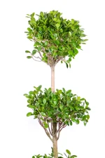 Multiple crowns of a XXL Ficus Moclame Triple Tier