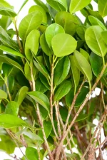 CLose up of a multiple branches of XXL Ficus Moclame Triple Tier