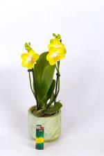 Medium Orchis in green ceramic