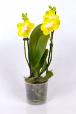 Medium Orchid with two flower stalks