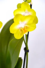 Close up of a yellow flower of a Medium Orchid