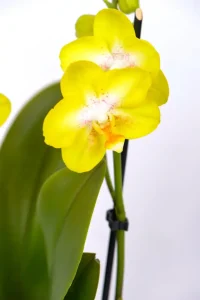 Close up of a yellow flower of a Medium Orchid